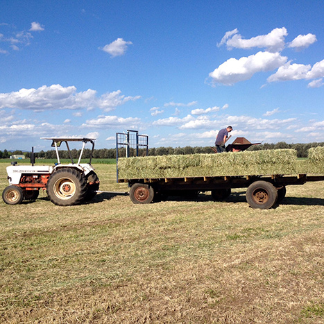Hay production